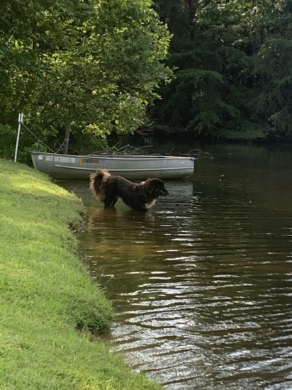 Valko cools off in the pond