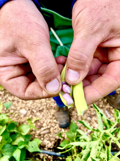 Beans are a favorite for canning. Photo credit: Maegen Hindson