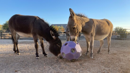 Playing with their ball