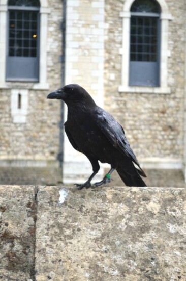 Raven of the Tower