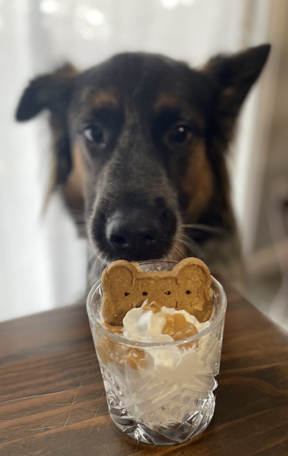 Learn more about Pup Cups! – Creamier Handcrafted Ice Cream and Coffee
