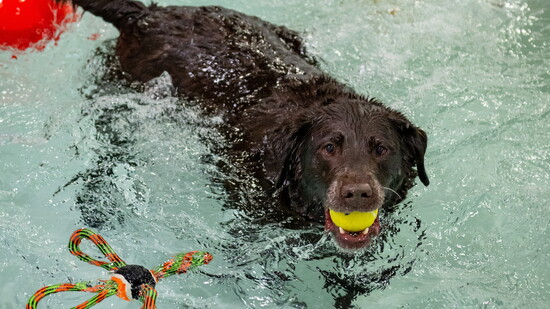 Dogs splash and play in The Paw Spa's indoor pool, enjoying year-round fun regardless of Nebraska's weather.