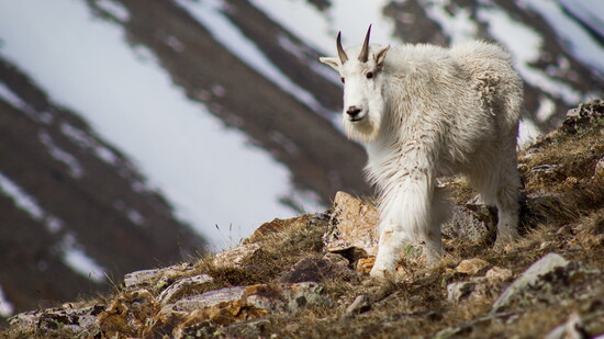 Mountain Goat on Quandry Peak
