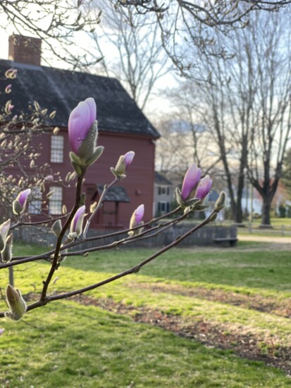 The Welles-Shipman-Ward house in spring. 
