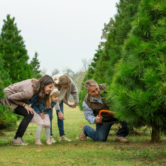 A family selects a Christmas tree.