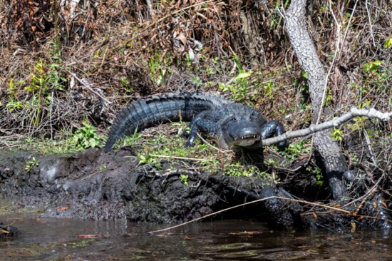 A very large alligator the Myakka River.