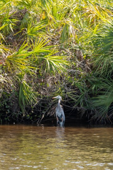 A Great Blue Heron keeps watch on the river's edge.