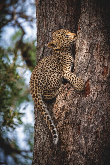 Africa