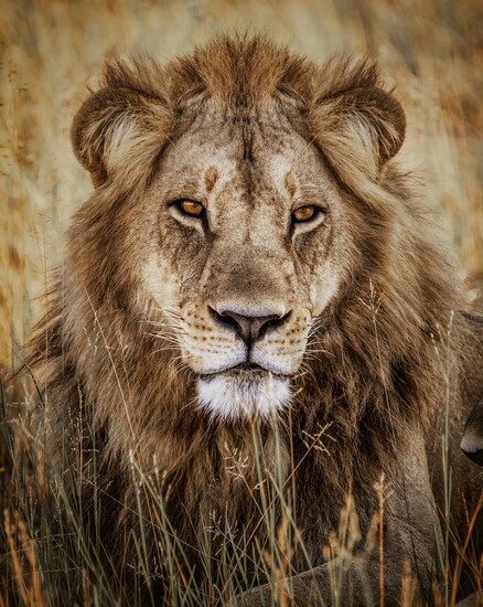 Africa