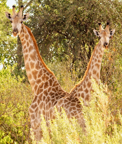 Africa