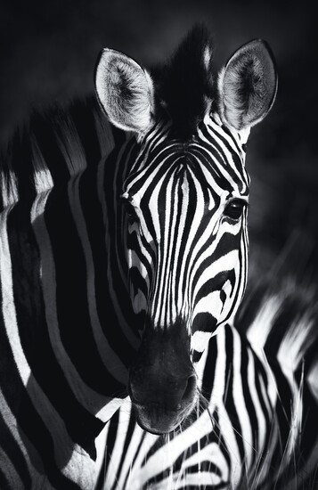 Africa