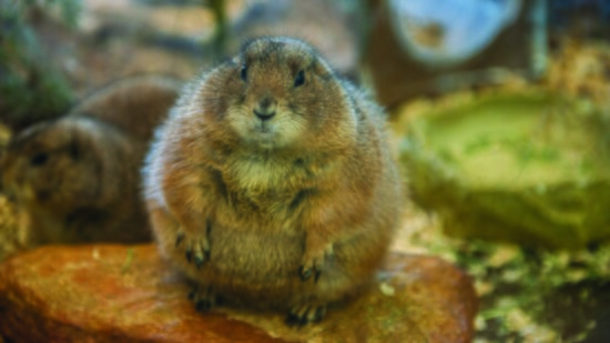 Pip the prairie dog
