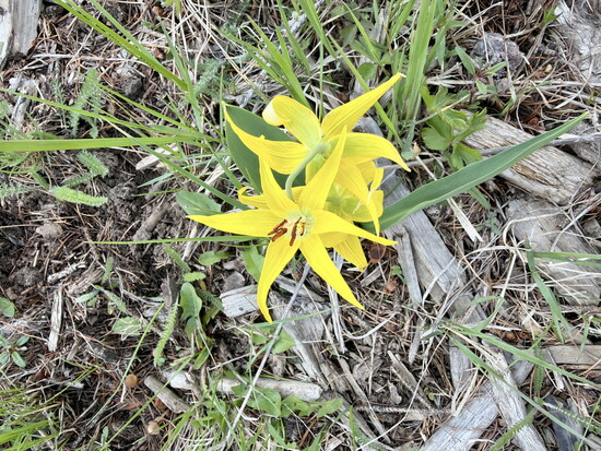 Wildflowers were easily spotted in the hills around The Retreat.