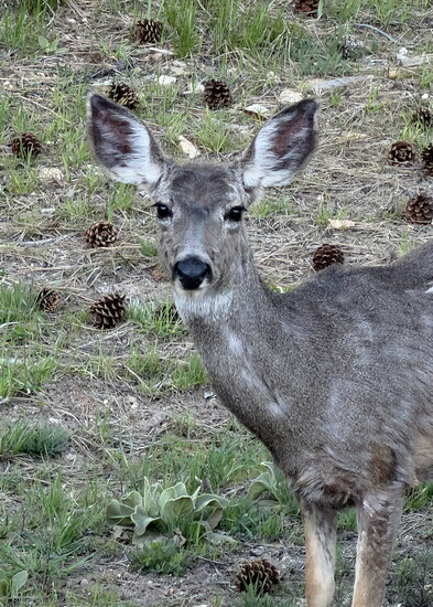 Deer frequently visited The Retreat in the morning.