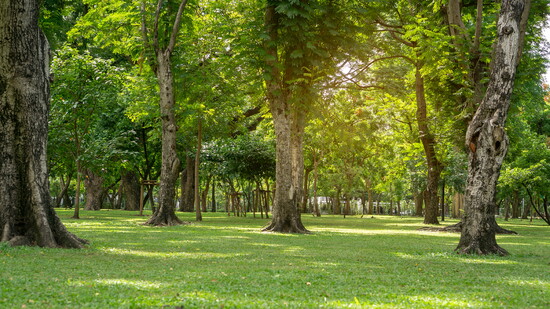 Creating a park-style landscape around your home can increase property values. Arunee/stock.adobe.com