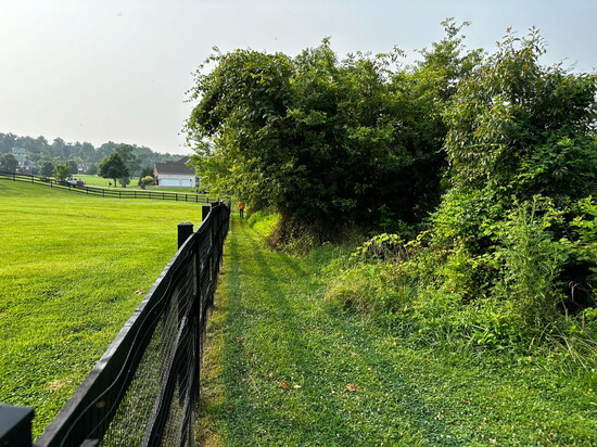 Overgrown land can reduce its usefulness, and invasive plants can crowd native ones. Photo: Courtesy of Dave Andersen