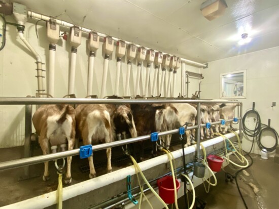 The goats are milked twice a day using suction cups connected to a vacuum system. They eat breakfast and dinner while hanging out in the milking parlor. 