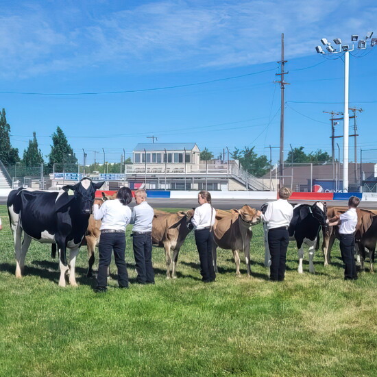 Dairy cattle line up for youth judging at the show