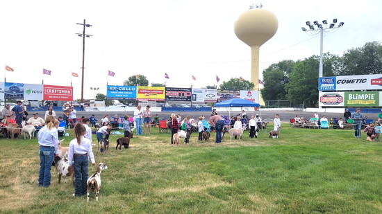 Youth show their goats