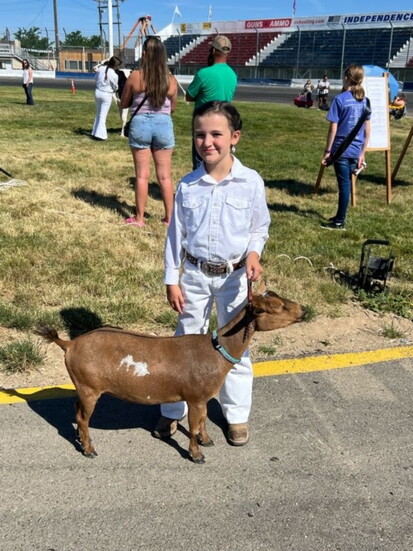The dairy goat and dairy cattle show lets youth show off the animals they're raising.