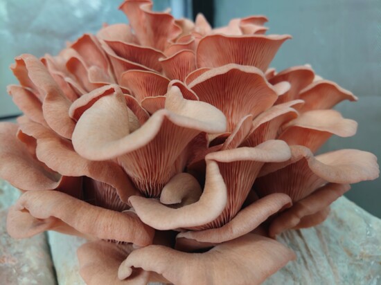 Three Caps Farms Enlightens Us on Mushrooms