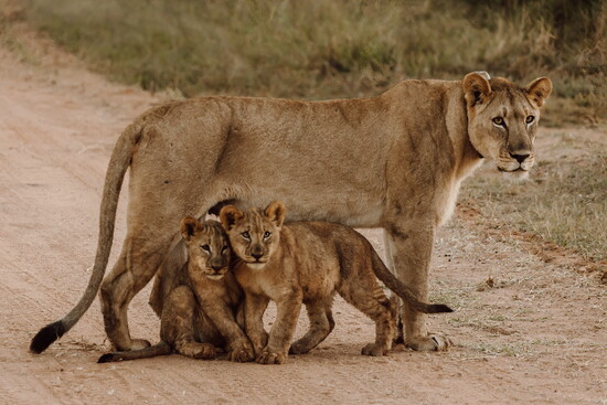 A lioness and her cubs