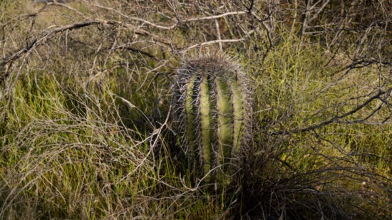 A young saguaro surrounded by buffelgrass