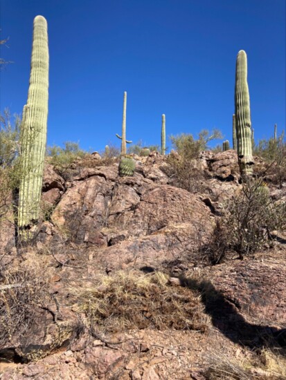 The same hillside minus the invasive weeds
