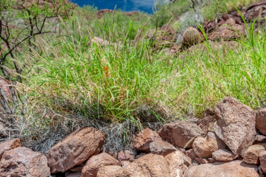 The dastardly buffelgrass taking over
