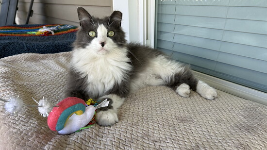 Even the cat colony residents have toys to keep them appropriately stimulated.