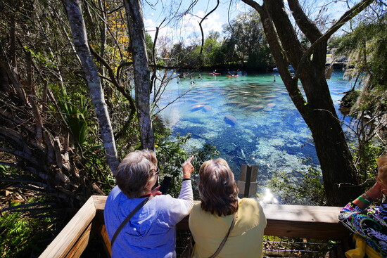 Manatees at Three Sisters Springs in Crystal River.  (Photo credit: Discover Crystal River Florida)