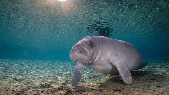 Manatees are found year-round in the springs surrounding Crystal River. (Photo credit: Discover Crystal River Florida)