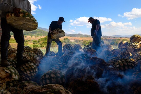 Roasting agaves at a Banhez palenque