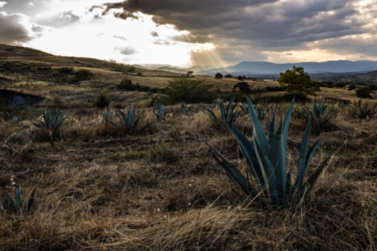 Agave fields in Ejutla de Crespo, Oaxaca 