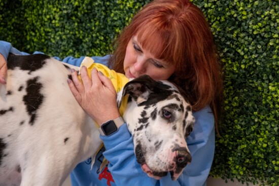 Jennifer White: My 4 Dogs Academy & Spa