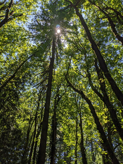 Tryon Creek State Park