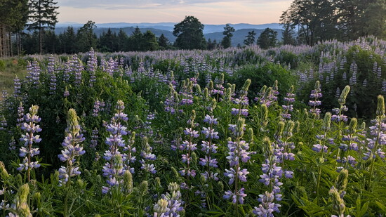 Chehalem Ridge Nature Park