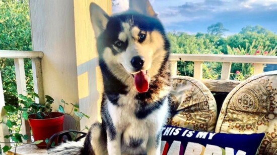 Kodah, the Siberian Husky owned by the author Kimberly Sutton. Now well behaved! by the 