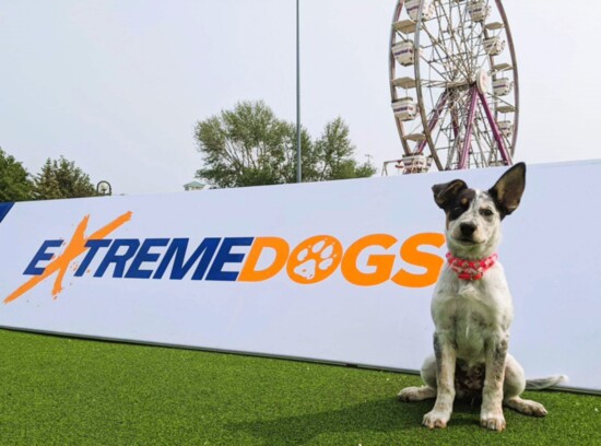 New show at the Montgomery County Fair features the Extreme Dogs.