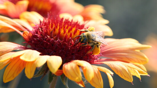 Longhorn bee on native Blanket flower (Gaillardia aristata). Photo credit: Lisa Sanco