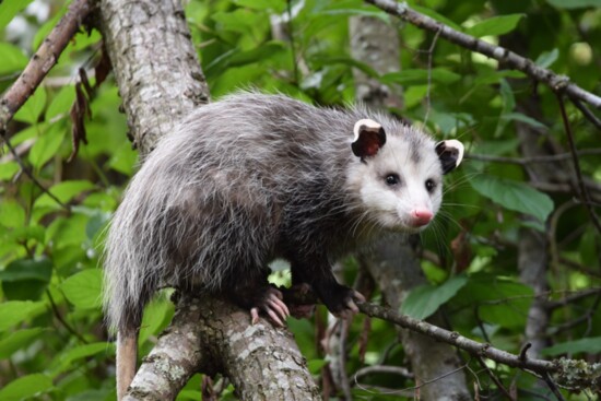 Opossums can eat 5,000 ticks in a season, making them desirable neighbors. Photo: Lorna/stock.adobe.com