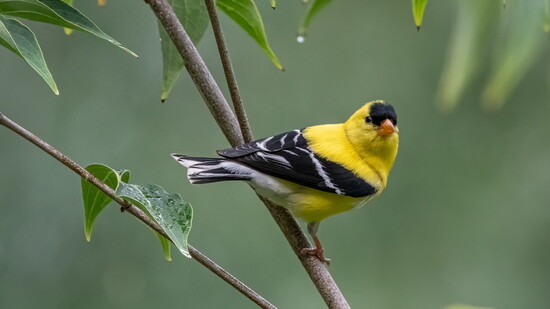 A wildlife-friendly yard can help encourage biodiversity and attract birds. Photo: Joshua/stock.adobe.com