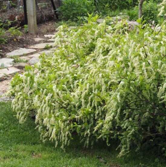 Itea virginica, also known as Virginia willow or Virginia sweetspire, provides nectar for bees and butterflies. Photo: Plant NOVA Natives  