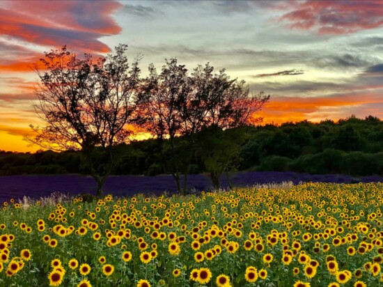 Provence in the height of lavender and sunflower season. Photography by Marion McDonald