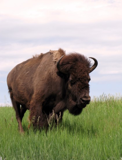 Watch the bison at the Tallgrass Prairie Preserve