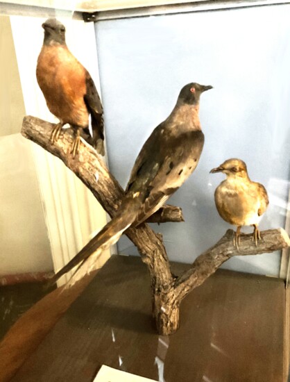 Passenger Pigeons obtained prior to 1914 when Martha, the last of the species, died in the Cincinnati Zoo