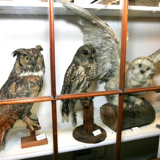 (L-R) Great Horned Owl, Barred owl, & Snowy Owl - Eight species of owls either nest or regularly visit Pennsylvania in winter, others are perminent residents