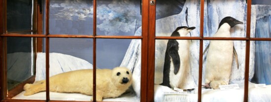The Chinstrap, Adelie and baby penguins from Admiral Byrd’s Antarctic expedition 1939-41 by the ship's doctor