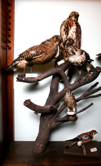 Red Shouldered Hawks, PA - bird displays donated in 1848 and 1905, lighting courtesy of the Orrin Elliott Memorial fund