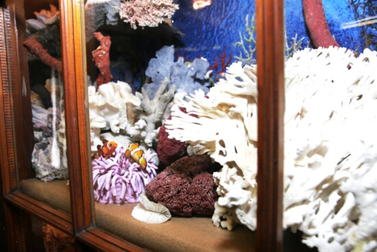 Coral Display